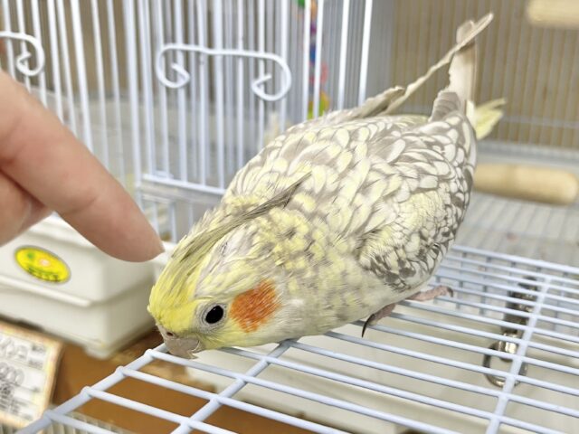 オカメインコ