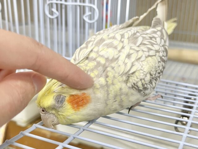 オカメインコ