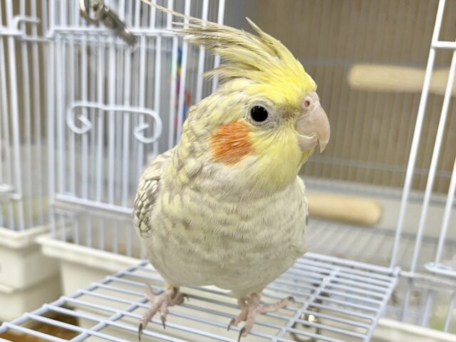 オカメインコ