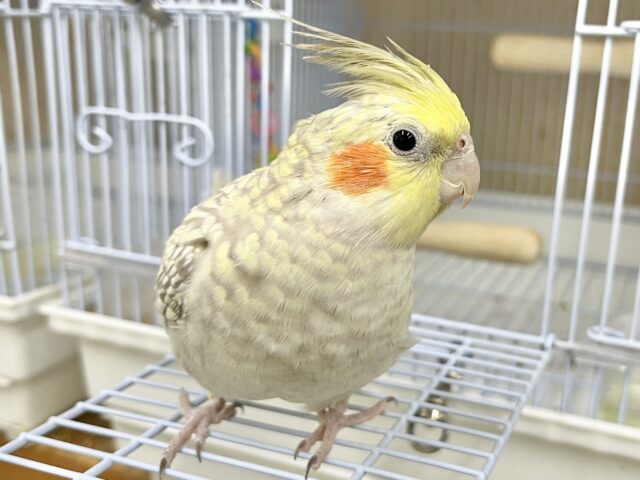 オカメインコ