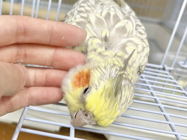 オカメインコ