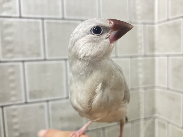 シルバー文鳥