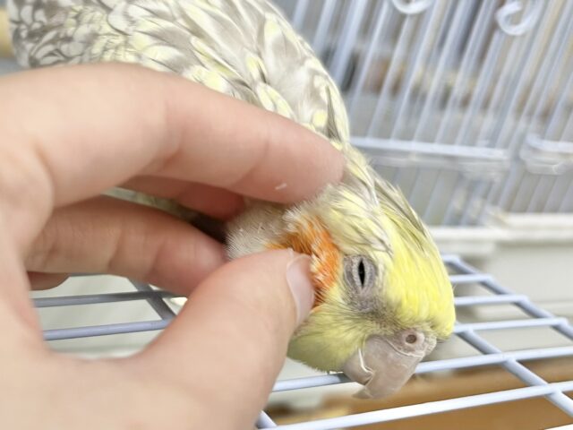 オカメインコ