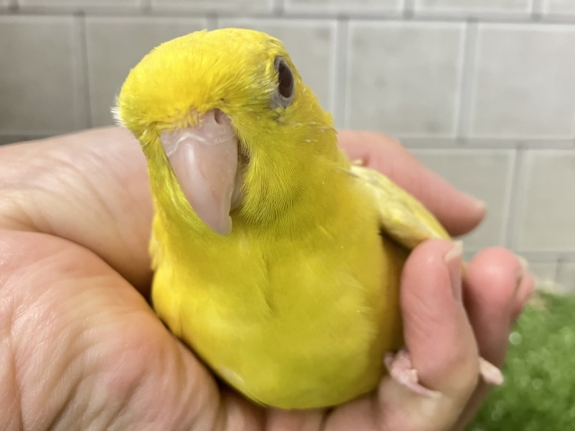 サザナミインコ