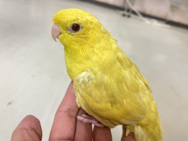 サザナミインコ