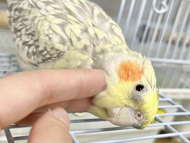 オカメインコ
