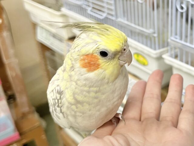 オカメインコ