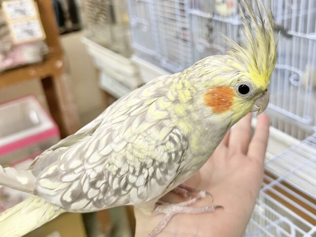 オカメインコ