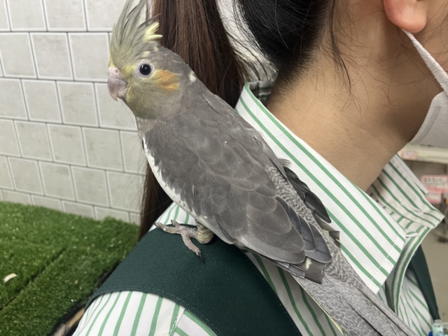 オカメインコ