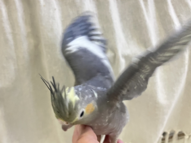 オカメインコ