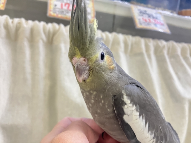 オカメインコ