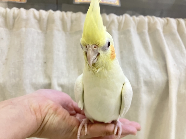 オカメインコ