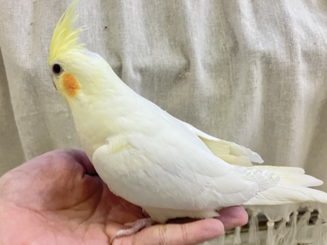 オカメインコ