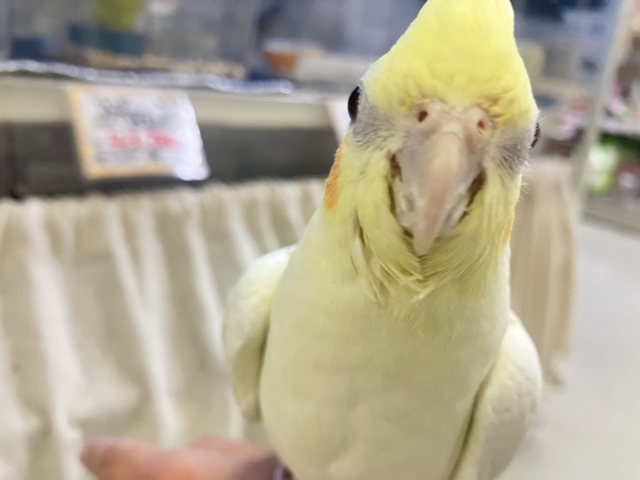 オカメインコ