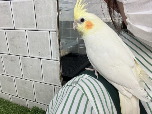 オカメインコ