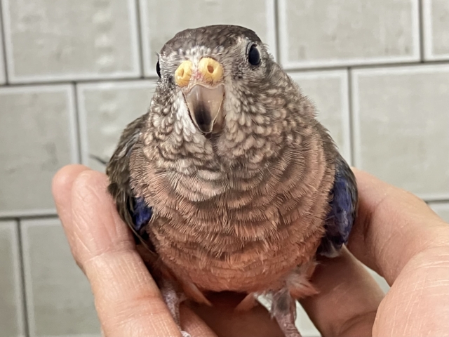アキクサインコ（秋草インコ）