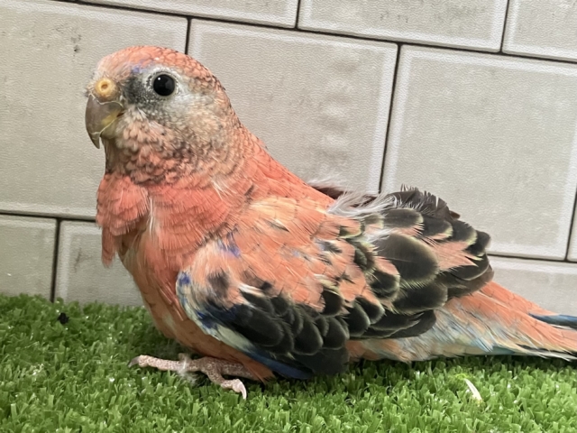 アキクサインコ（秋草インコ）