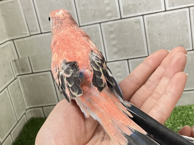 アキクサインコ（秋草インコ）
