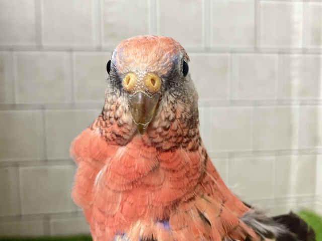 アキクサインコ（秋草インコ）