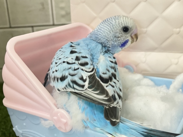 セキセイインコ