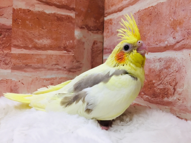 オカメインコ