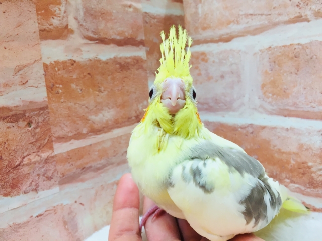 オカメインコ