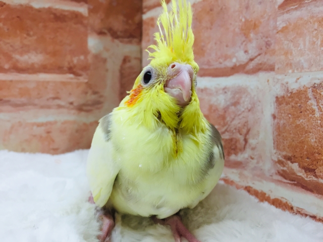 オカメインコ