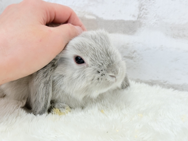 ホーランドロップ