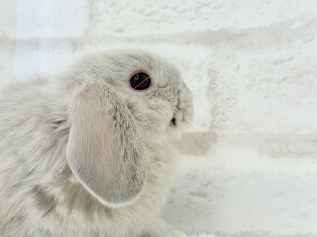 ホーランドロップ