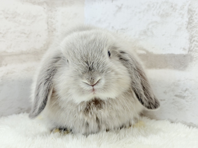 ホーランドロップ