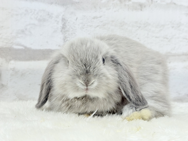 ホーランドロップ