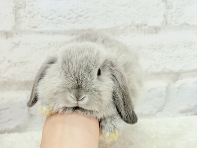 ホーランドロップ