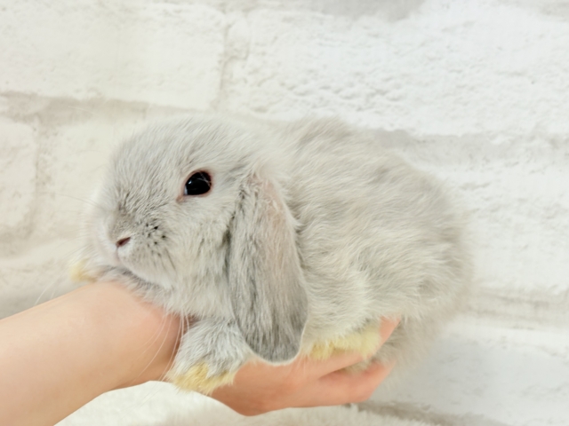 ホーランドロップ