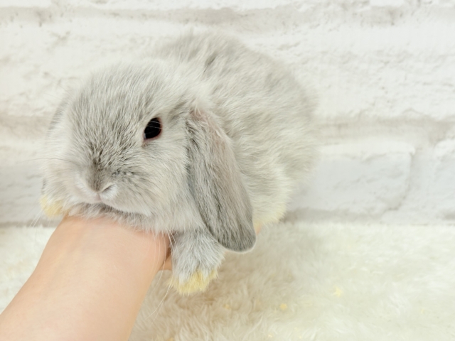 ホーランドロップ