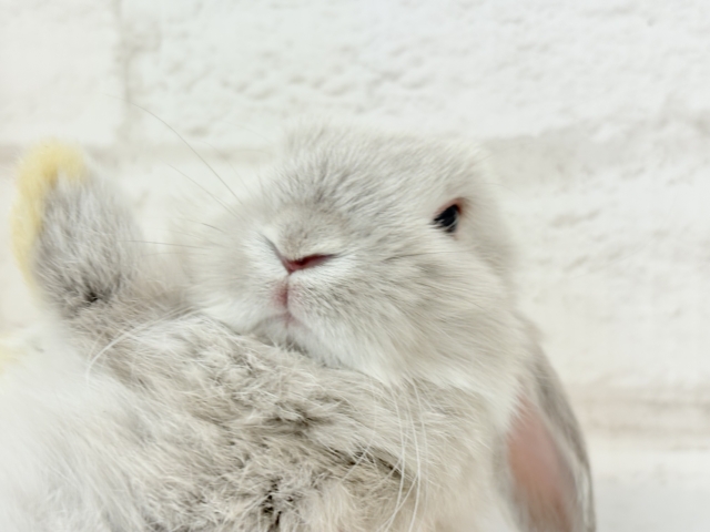 ホーランドロップ