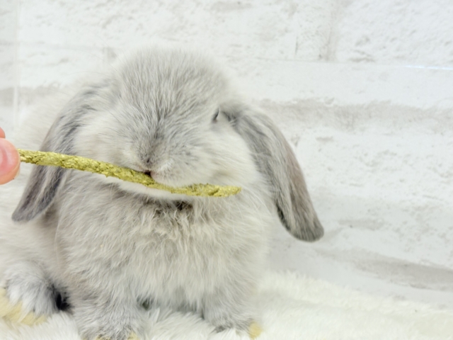 ホーランドロップ