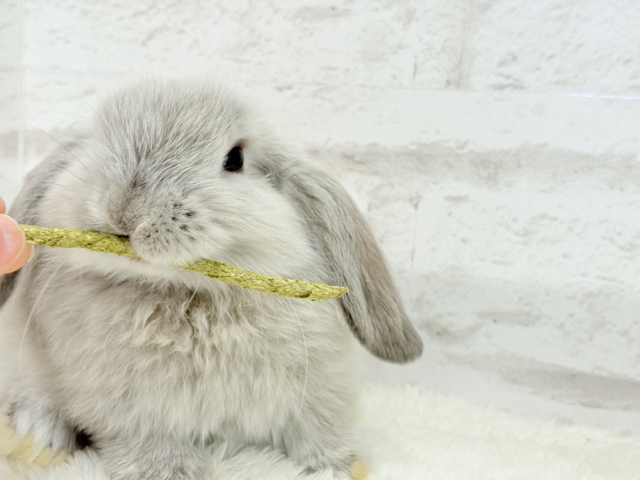 ホーランドロップ