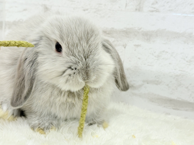 ホーランドロップ