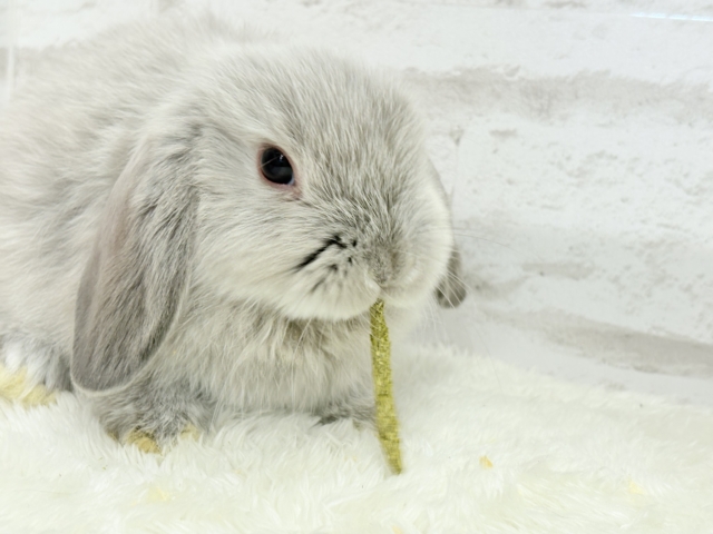 ホーランドロップ