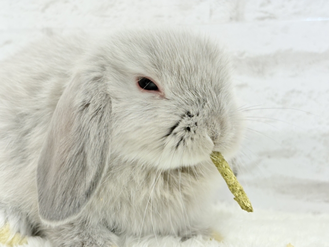 ホーランドロップ