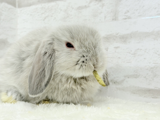 ホーランドロップ