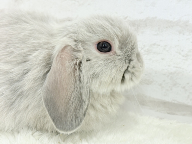 ホーランドロップ