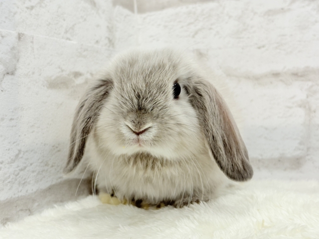 ホーランドロップ