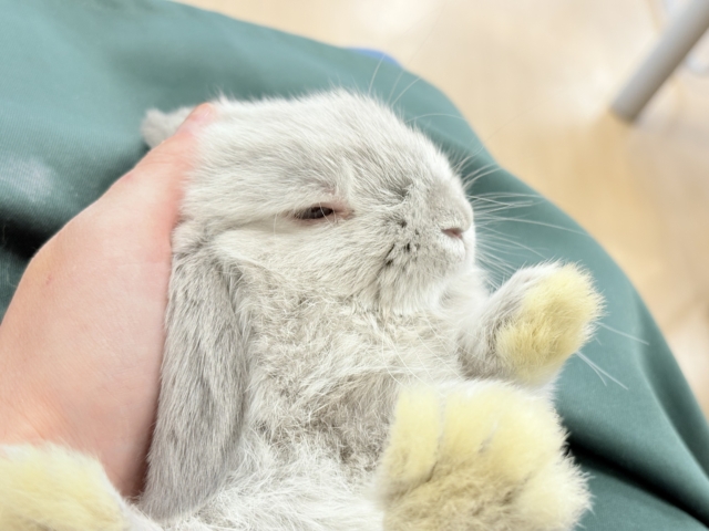 ホーランドロップ