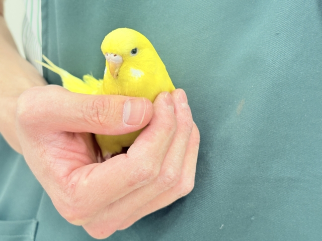 ジャンボセキセイインコ