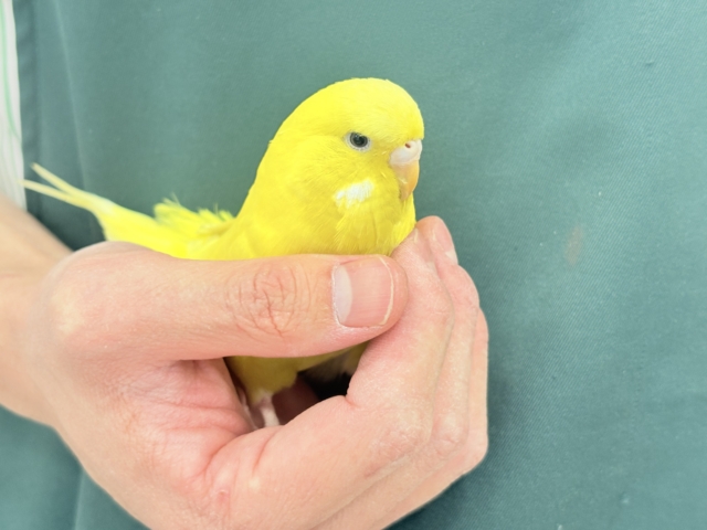 ジャンボセキセイインコ