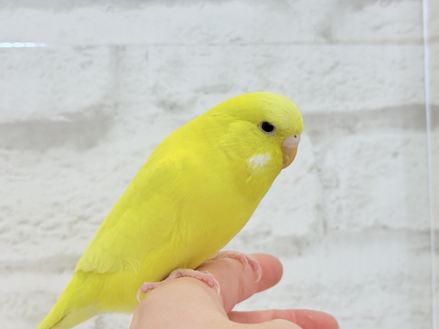 ジャンボセキセイインコ