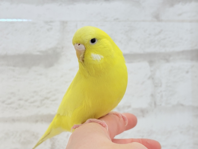 ジャンボセキセイインコ