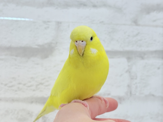 ジャンボセキセイインコ