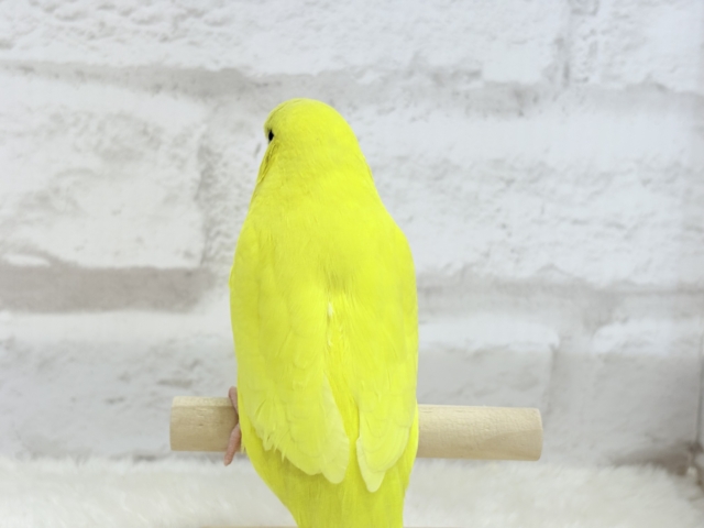 ジャンボセキセイインコ